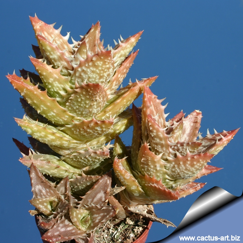 آلوئه جوونا